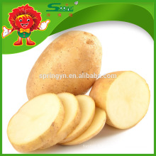 Prix ​​d&#39;usine Chinese Fresh Healthy Russet Potato